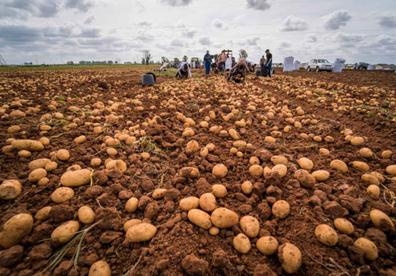 Patata