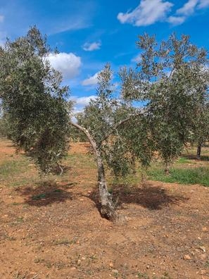 Recogida aceituna