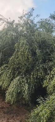 Recogida aceituna