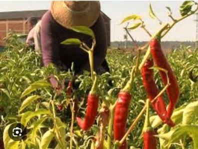 Recogida de pimiento