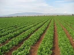 busco CUADRILLA EN ALBACETE