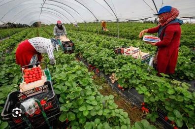 Trabajo en el campo