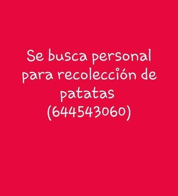 patata