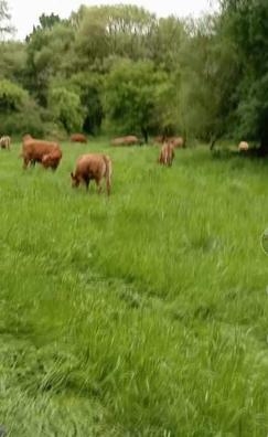 parrillero
