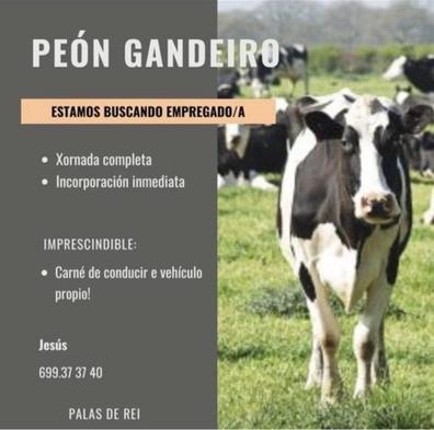 numero de  contacto 699373740