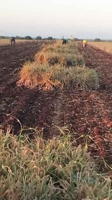 Agrocampo Petit