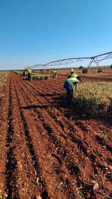 Agrocampo Petit