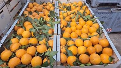 Cortadores de naranja