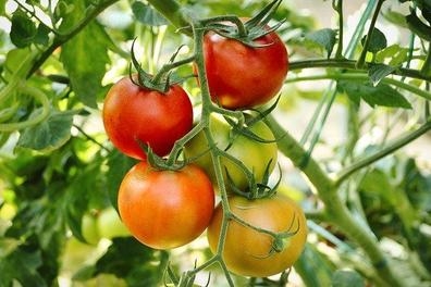 PEÓN AGRÍCOLA CON EXPERIENCIA EN SEMILLA
