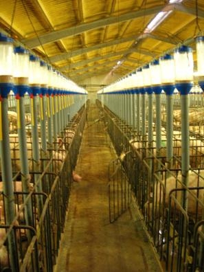 OPERARIO GRANJA PORCINA