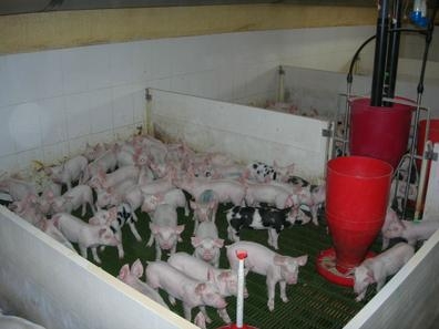 OPERARIO GRANJA PORCINA