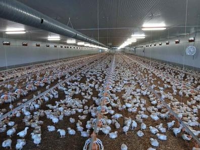se necesita persona para llevar granja