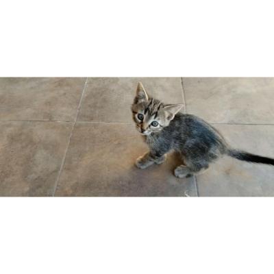 Se regalan en adopción gatitos