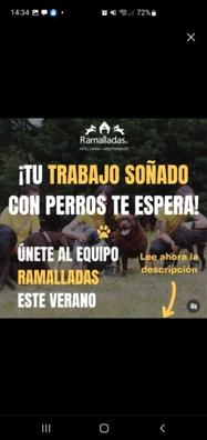 Trabajo en hotel canino