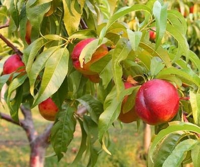 MUJERES PARA ALMACÉN EN JUMILLA