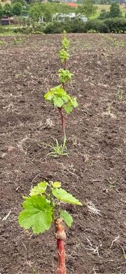 Mantenimiento de Finca