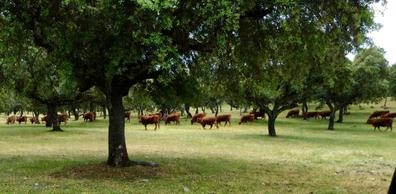 OFERTA DE EMPLEO – FINCA AGRÍCOLA