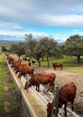 OFERTA DE EMPLEO – FINCA AGRÍCOLA