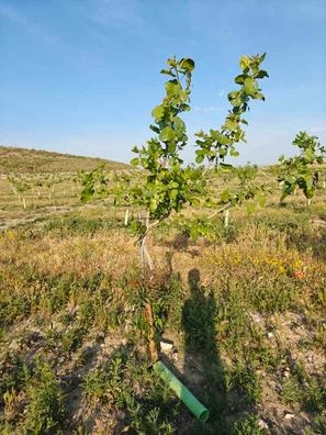 Mantenimiento de Pistacho