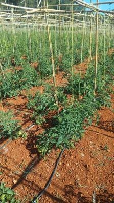 empresa agrícola ?