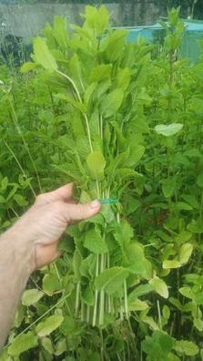 empresa agrícola ?