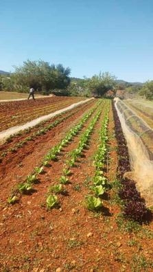 empresa agrícola ?