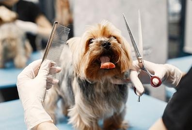 BUSCO PELUQUERA CANINA EN ALICANTE