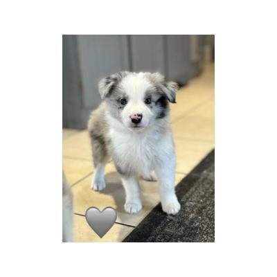 regalo Border Collie whatsApp +34 632 00 46 59
