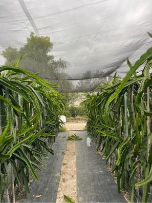 Venta de esquejes de pitaya Jindú Nº1