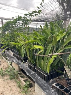 Venta de esquejes de pitaya Jindú Nº1