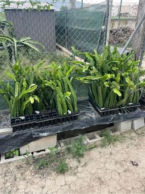 Venta de esquejes de pitaya Jindú Nº1