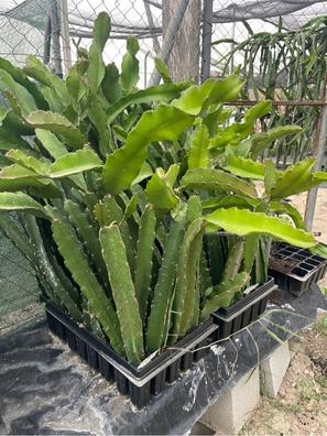Venta de esquejes de pitaya Jindú Nº1