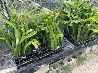 Venta de esquejes de pitaya Jindú Nº1