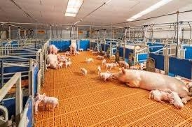 GRANJA CERDAS?