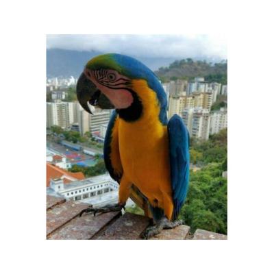 Loros Adultos y Guacamayos