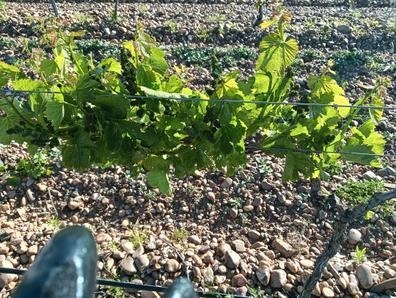 Busco personal para trabajos agrarios