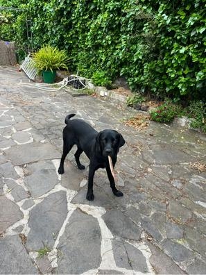 PASEO PERROS SC DE LA PALMA