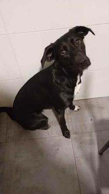 cuidadora de perro 5 dias