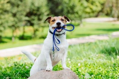 Paseo/cuidado de perros