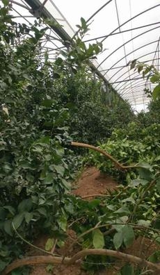 PODA CITRICOS Y DESBROZADORAR HIERBA