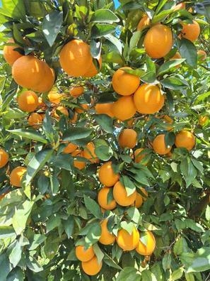riego poda agricultura