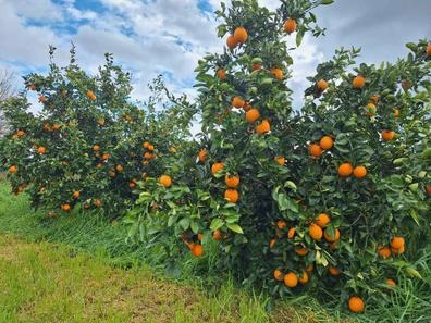 riego poda agricultura