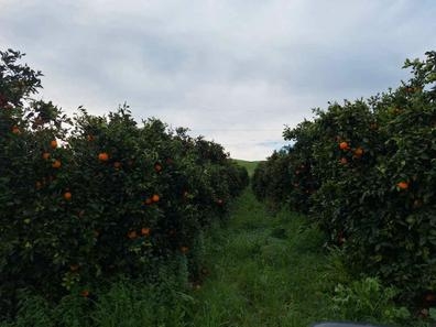 riego poda agricultura