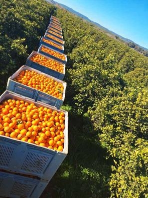 riego poda agricultura