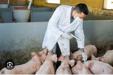 Ganaderia, auxiliar veterinaria