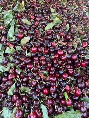 Mujer Tareas domésticas y jardinería