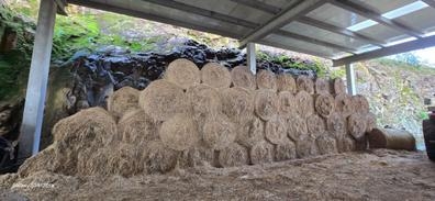 Rolos de hierba seca