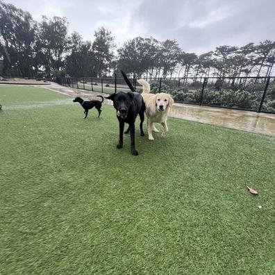 se necesita cuidador canino