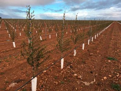Encargado y tractorista olivar superinte