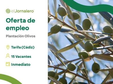 15 personas - Tarifa (Cadiz)